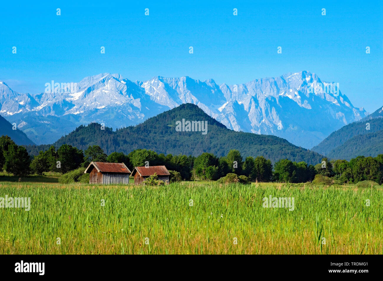 meadow with mountains of Wettersteihn and Zugspitze in the background, Germany, Bavaria, Murnauer Moos Stock Photo