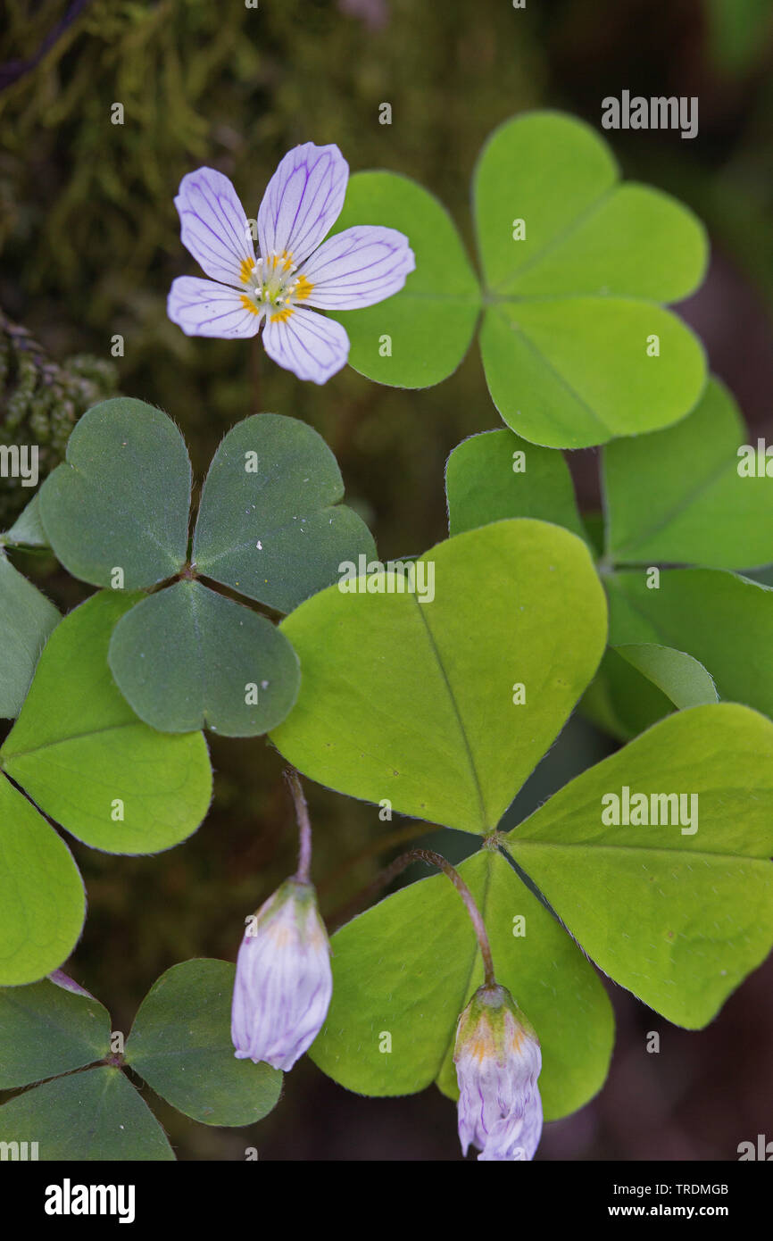 Common Wood Sorrel Wood Sorrel Irish Shamrock Oxalis Acetosella Blooming Germany Stock Photo Alamy Common Wood Sorrel Wood Sorrel Irish Shamrock Oxalis Acetosella Blooming Germany Stock Photo Alamy