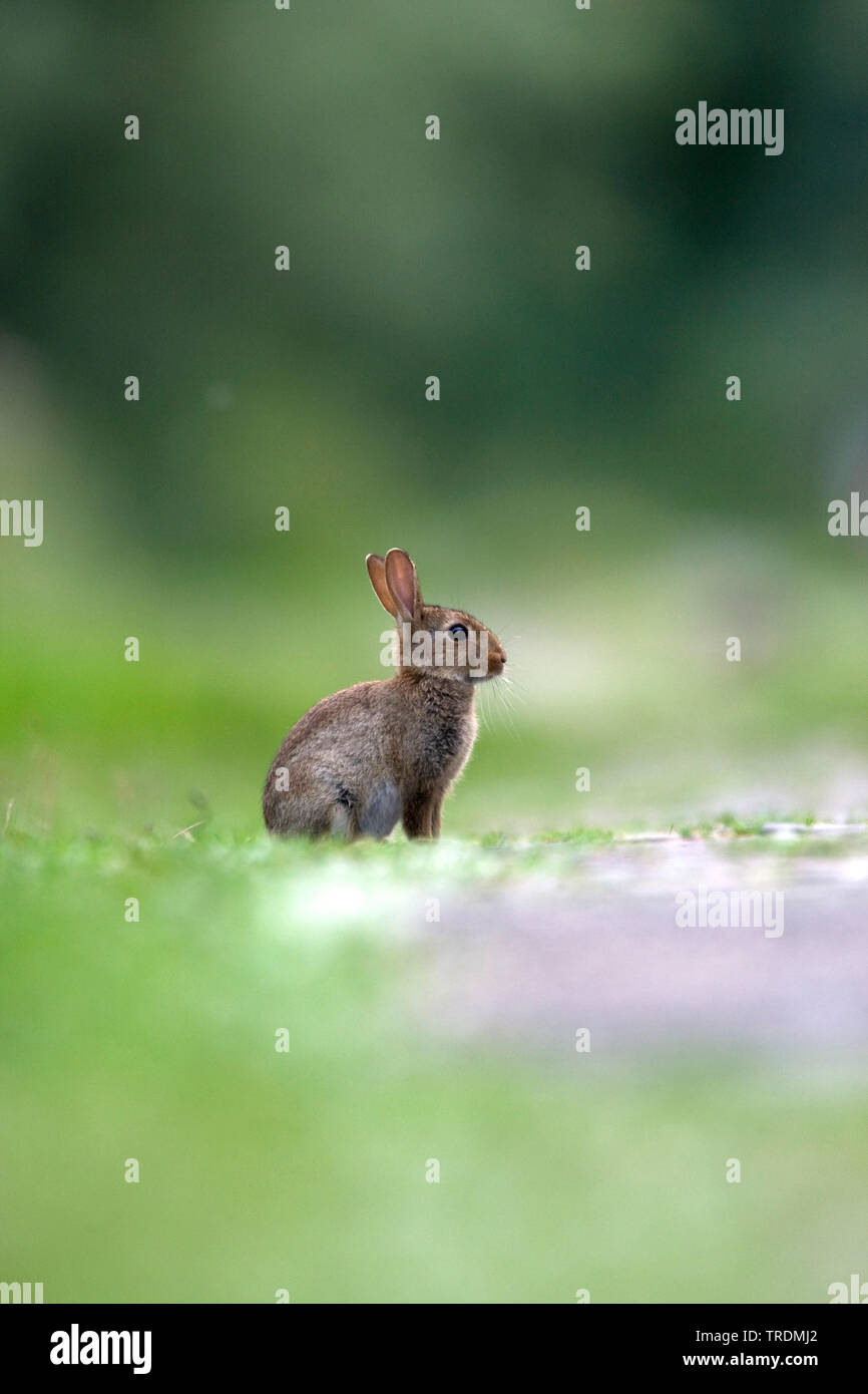 European rabbit (Oryctolagus cuniculus), juvenile on a meadow, Netherlands, Gelderland Stock Photo