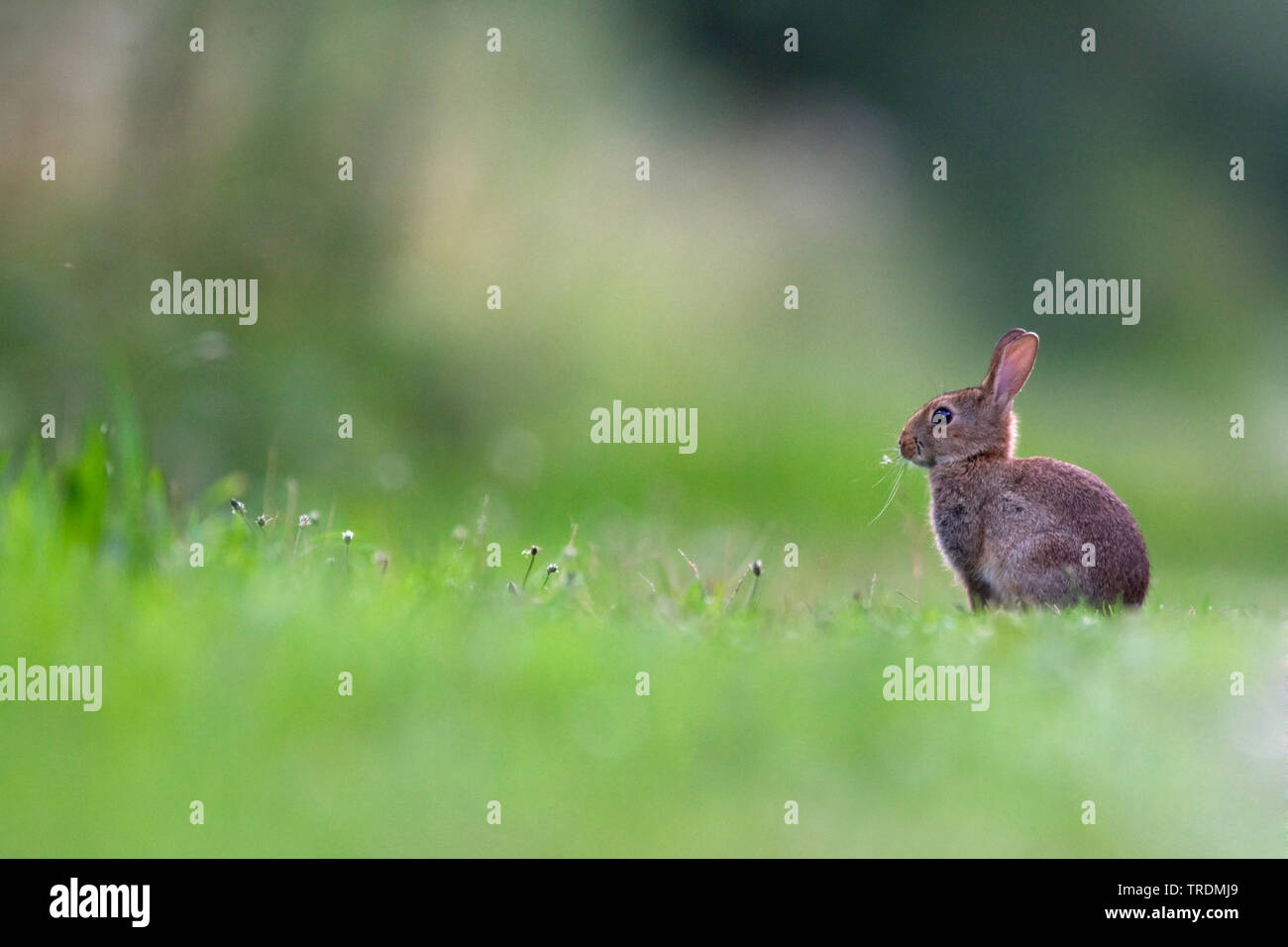 European rabbit (Oryctolagus cuniculus), juvenile on a meadow, Netherlands, Gelderland, Nijmegen Stock Photo