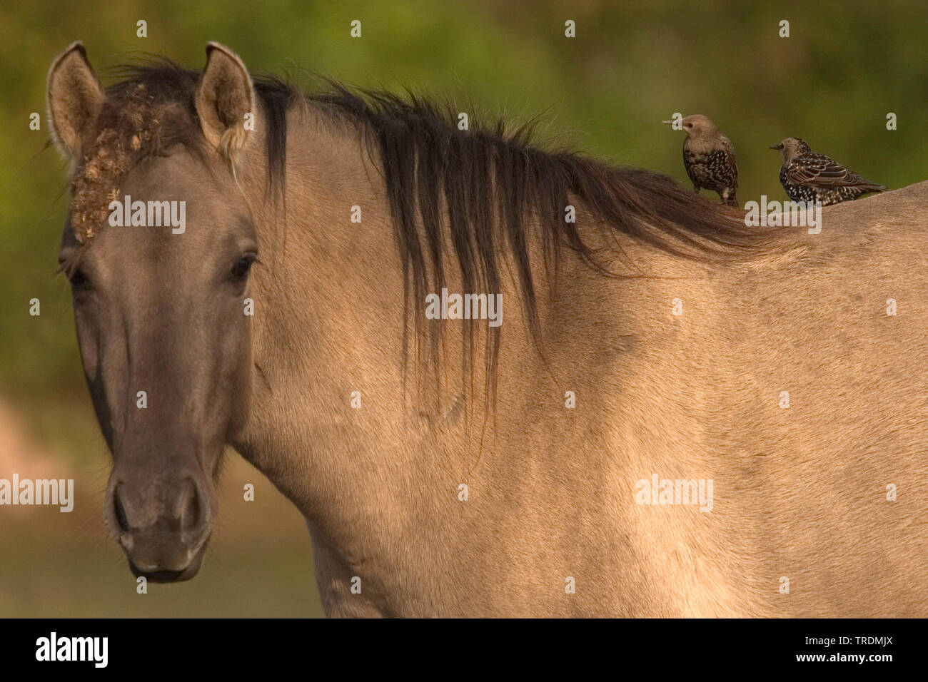 Bird on the back of horse hi-res stock photography and images - Alamy