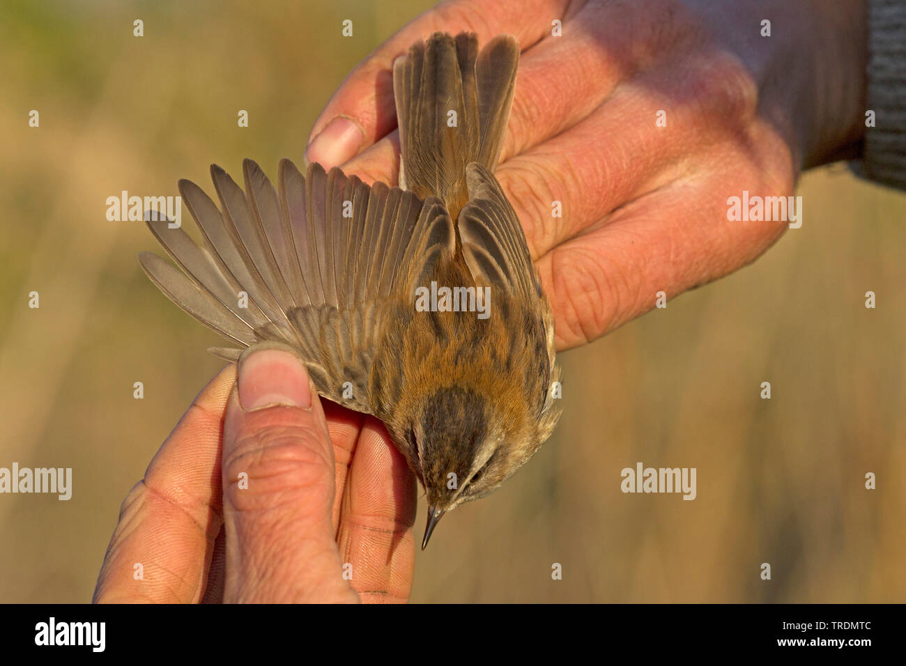 moustached warbler (Acrocephalus melanopogon), male caught and banded. first record for the Netherlands, Netherlands, Ooipolder Stock Photo