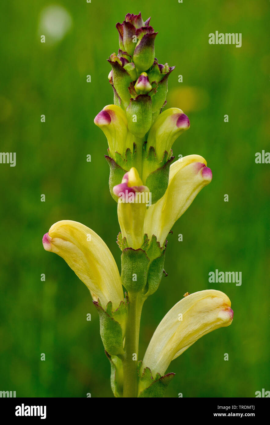 Moor-king, Moorking, Moor-king Lousewort, King Charles sceptre (Pedicularis sceptrum-carolinum), blooming, Germany, Bavaria, Murnauer Moos Stock Photo