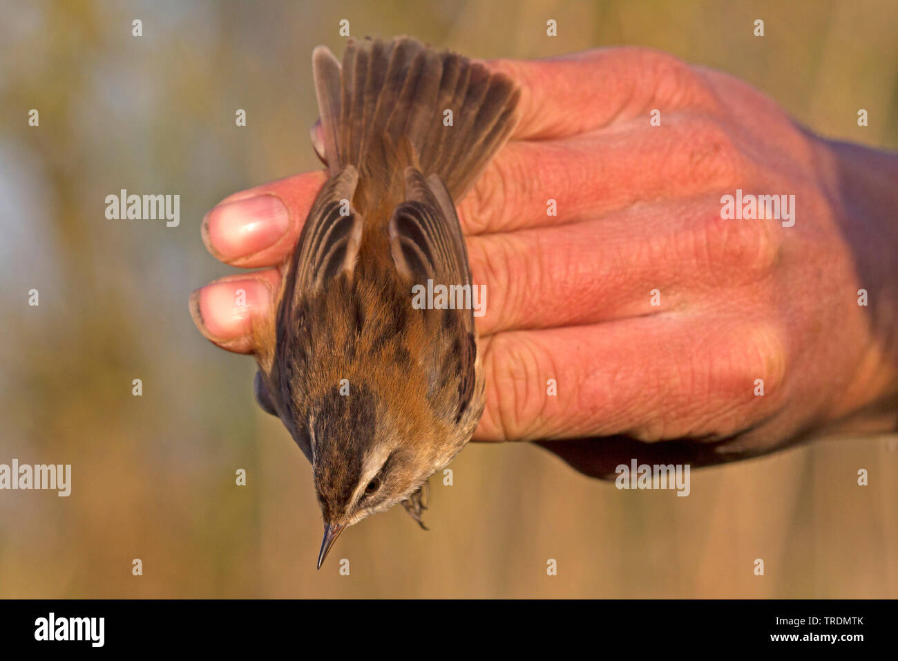 moustached warbler (Acrocephalus melanopogon), male caught and banded. first record for the Netherlands, Netherlands, Ooipolder Stock Photo