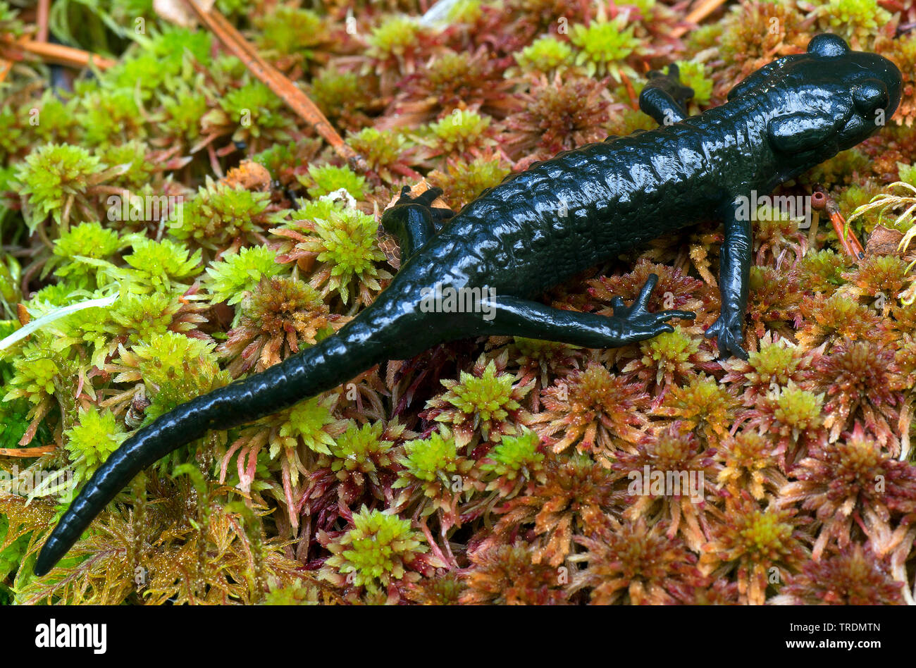 Alpine salamander, European Alpine salamander (Salamandra atra), top view, Austria, Tyrol Stock Photo