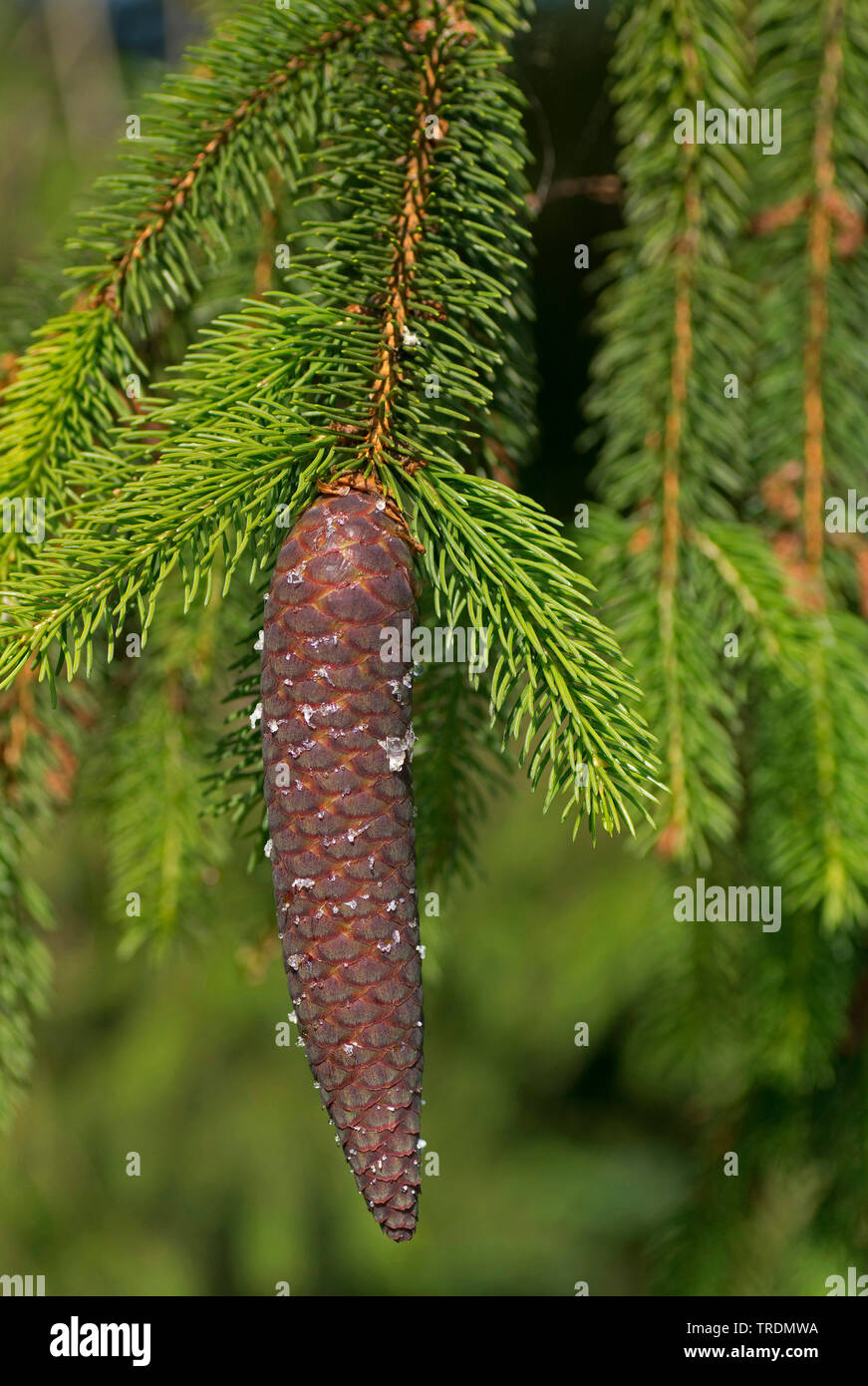 Norway spruce (Picea abies), cone, Germany, Bavaria, Ammergauer Berge Stock Photo