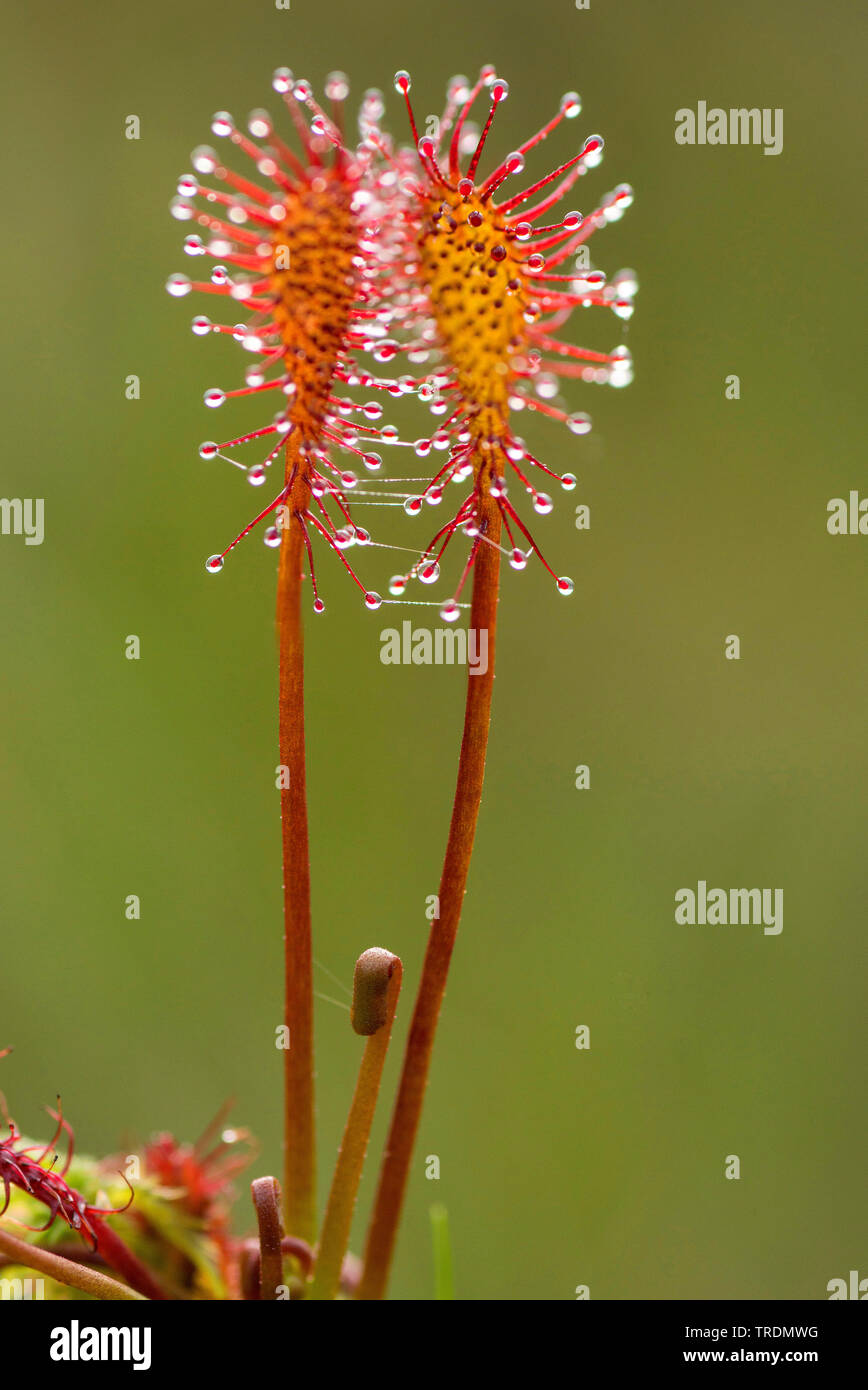 long-leaved sundew, oblong-leaved sundew, spoon-leaved sundew (Drosera intermedia), leaves, Austria, Tyrol, Region Plansee Stock Photo