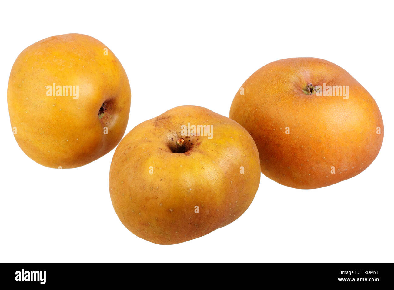 apple (Malus domestica 'Graue Kanadarenette', Malus domestica Graue Kanadarenette), apples of the cultivar Graue Kanadarenette Stock Photo