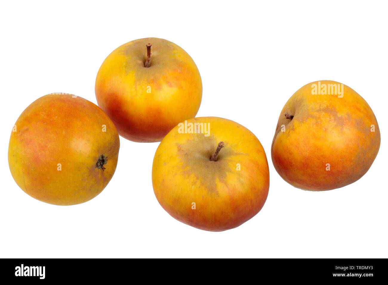 apple (Malus domestica 'Holsteiner Cox', Malus domestica Holsteiner Cox), apples of the cultivar Holsteiner Cox Stock Photo