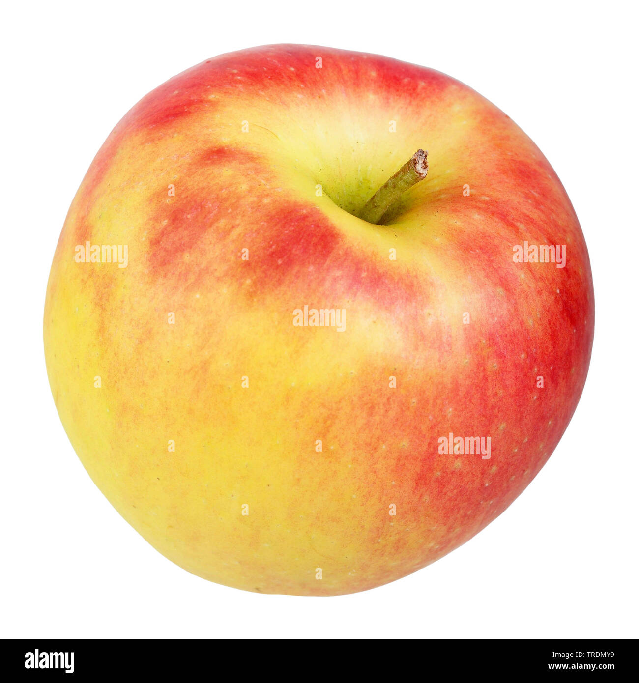 apple (Malus domestica 'Kanzi', Malus domestica Kanzi), apple of the