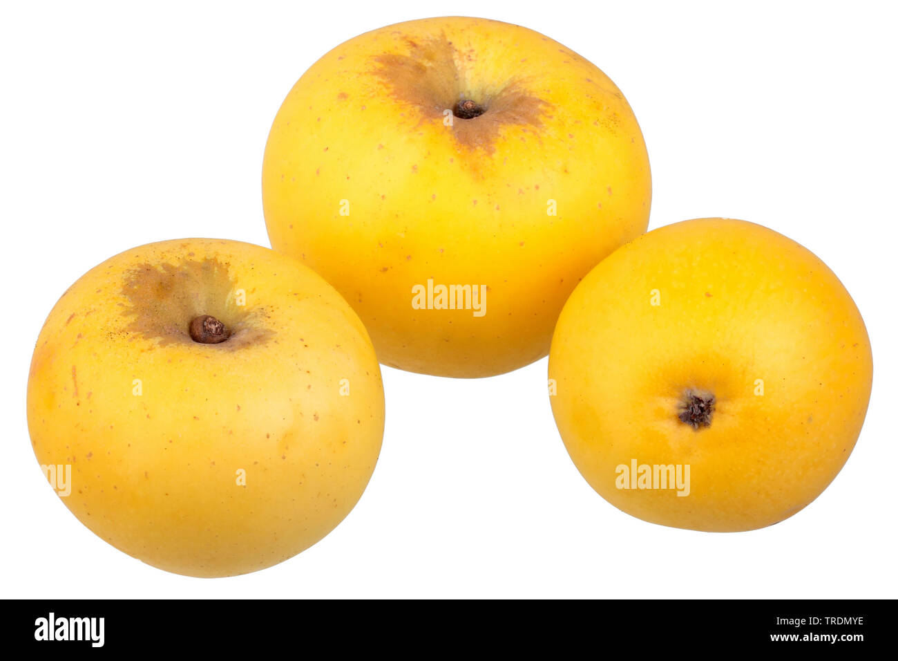 apple (Malus domestica 'Gelber Edelapfel', Malus domestica Gelber Edelapfel), apples of the cultivar Gelber Edelapfel Stock Photo