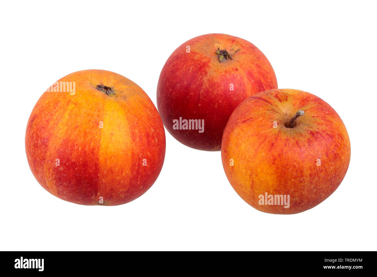 apple (Malus domestica 'Cox Orange Renette', Malus domestica Cox Orange Renette), apples of the cultivar Cox Orange Renette Stock Photo
