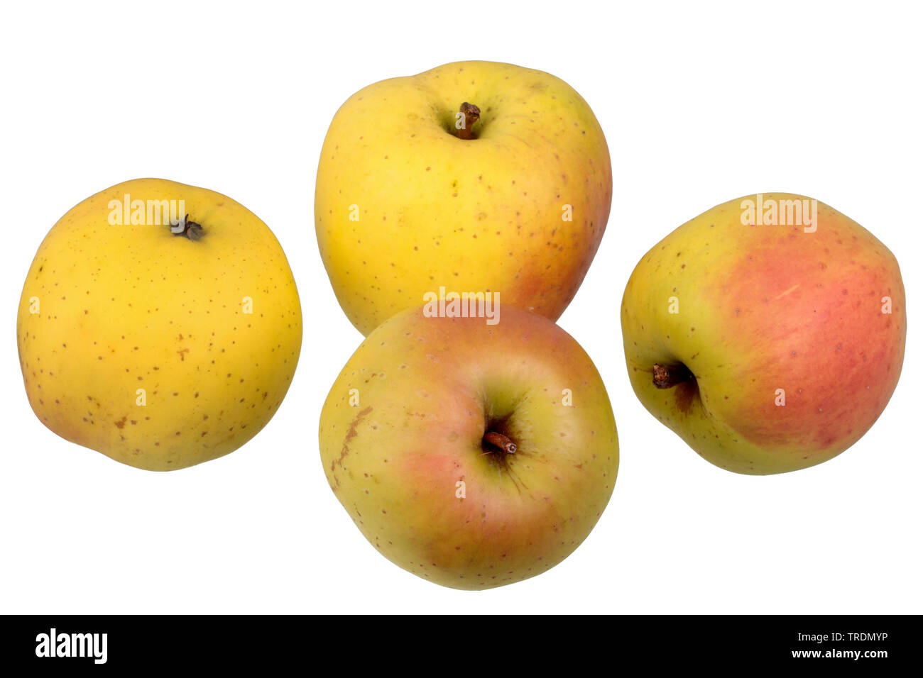 apple (Malus domestica 'Gelber Bellefleur', Malus domestica Gelber Bellefleur), apples of the cultivar Gelber Bellefleur Stock Photo