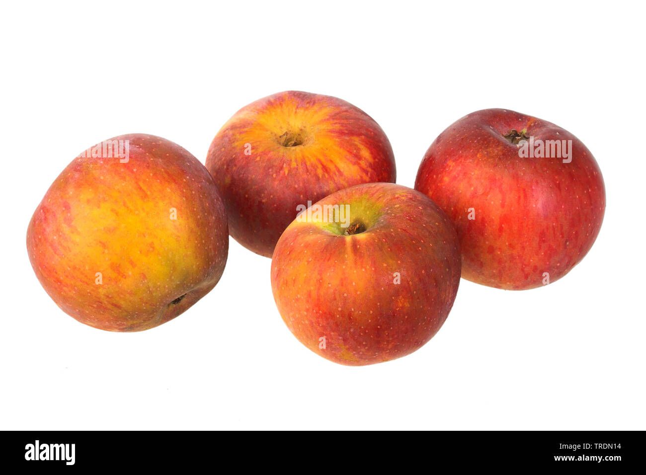 apple (Malus domestica 'Brauner Matapfel', Malus domestica Neuer Brauner Matapfel), apples of the cultivar Brauner Matapfel Stock Photo
