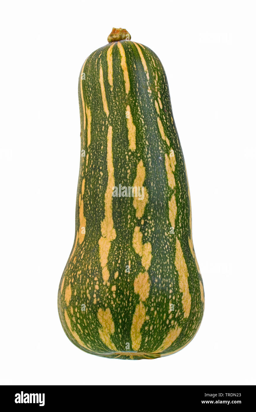 butternut squash (Cucurbita moschata 'Barbara', Cucurbita moschata