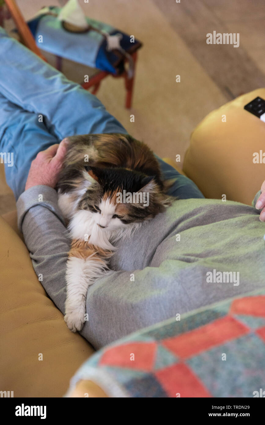 Katze auf dem Schoß eines Mannes. // Cat on a man's lap. // Chat sur les genoux d'un homme. Stock Photo