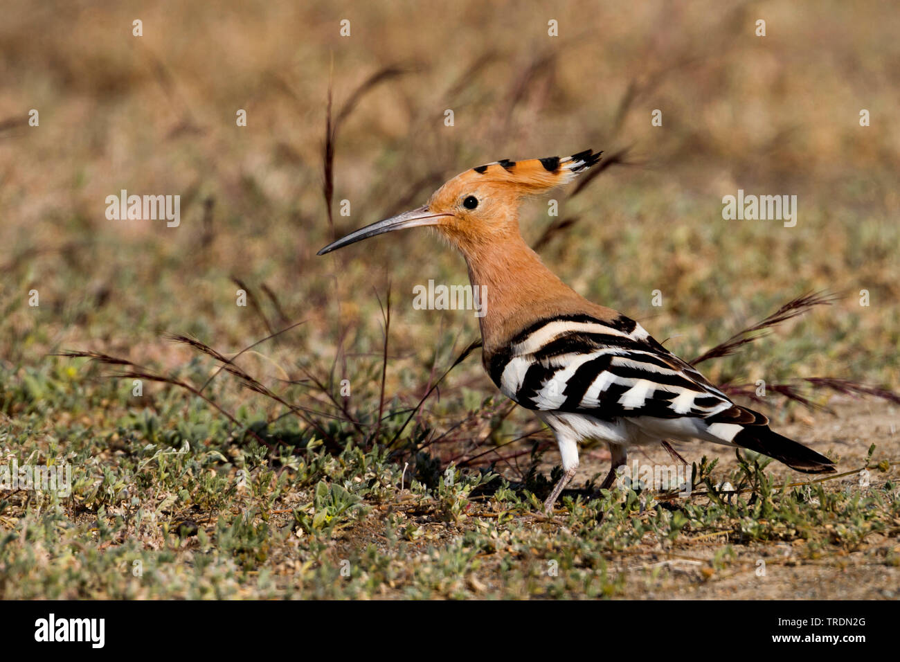 hoopoe (Upupa epops), foraging on the ground, Spain Stock Photo