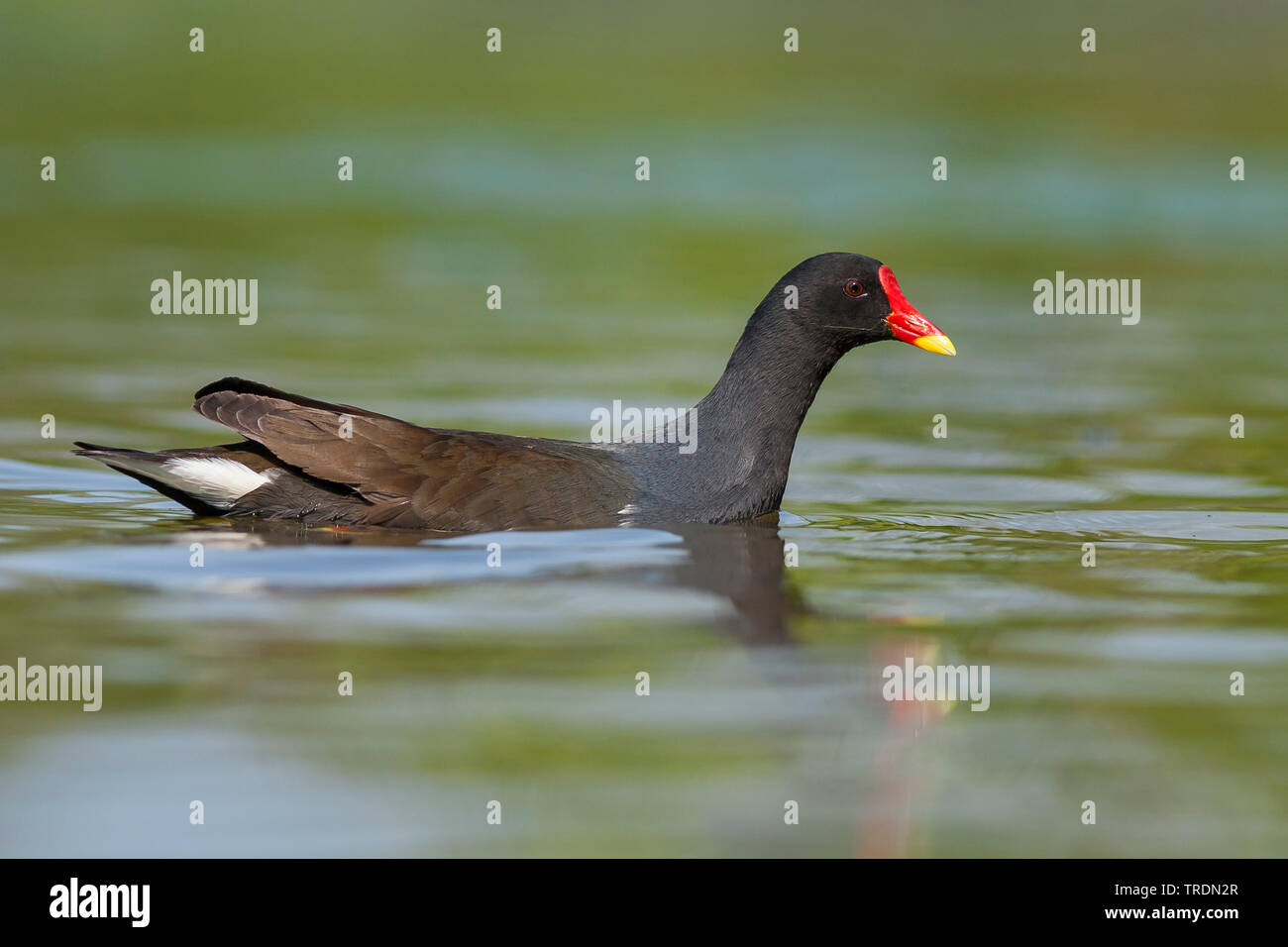 Teich Huehner Stock Photos & Teich Huehner Stock Images Alamy