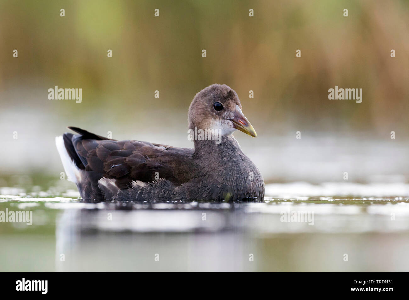 Teich Huehner Stock Photos & Teich Huehner Stock Images Alamy
