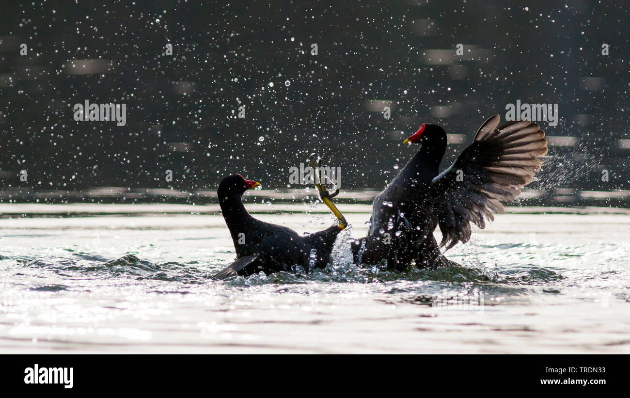Teich Huehner Stock Photos & Teich Huehner Stock Images Alamy