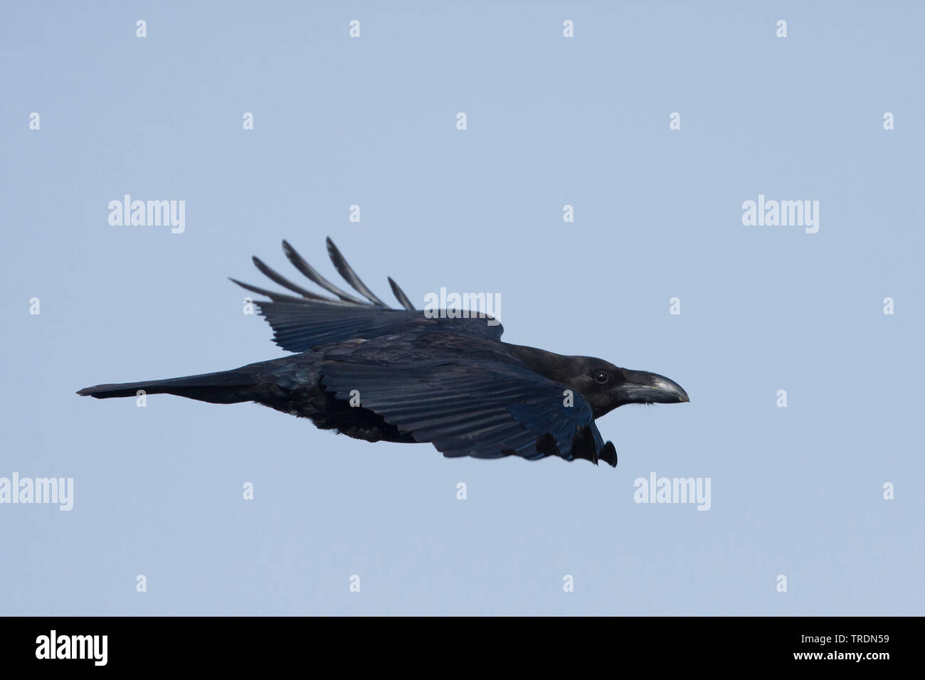Miorca Raves Common Ravens Flying Bird Birds High Resolution Stock Photography and ...