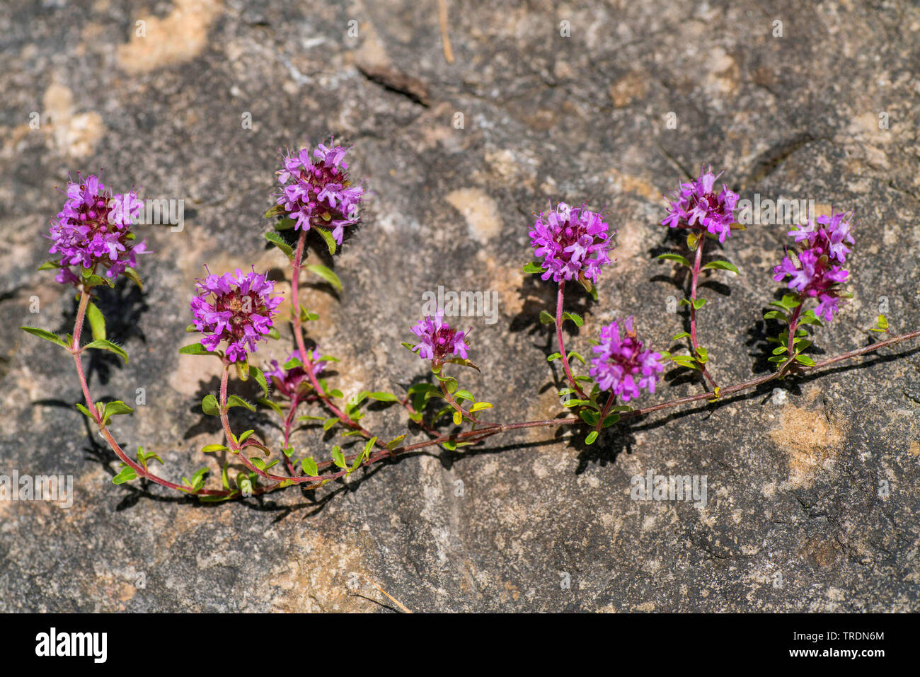Thymus praecox hi-res stock photography and images - Alamy