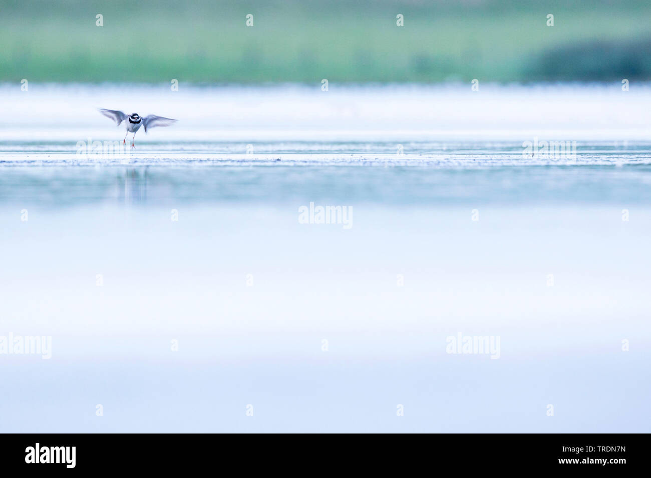 ringed plover (Charadrius hiaticula), male flying above the water surface, Germany Stock Photo
