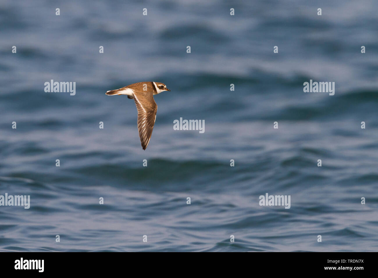 birds-in-the-flight-above-water-surface-hi-res-stock-photography-and