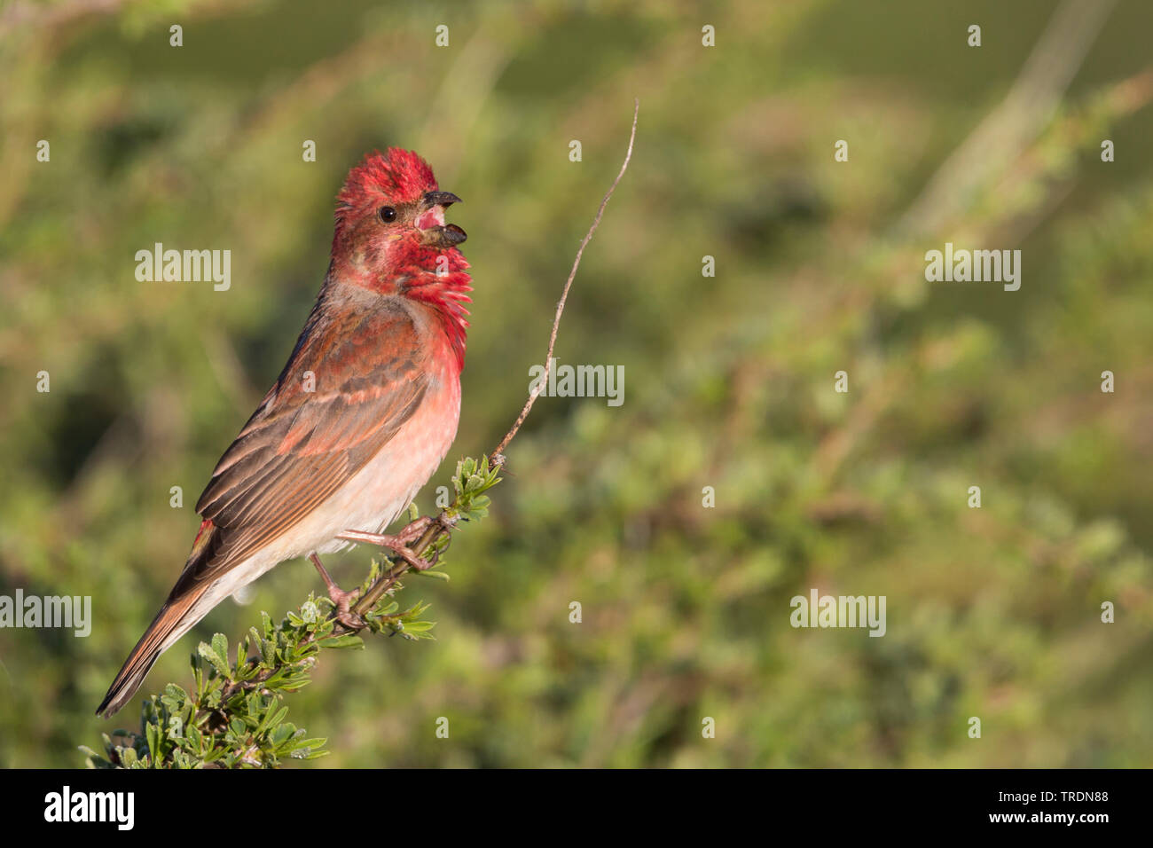 Common rosefinch (Carpodacus erythrinus ferghanensis, Carpodacus ferghanensis), male perching on a twig and singing, Kyrgyzstan Stock Photo