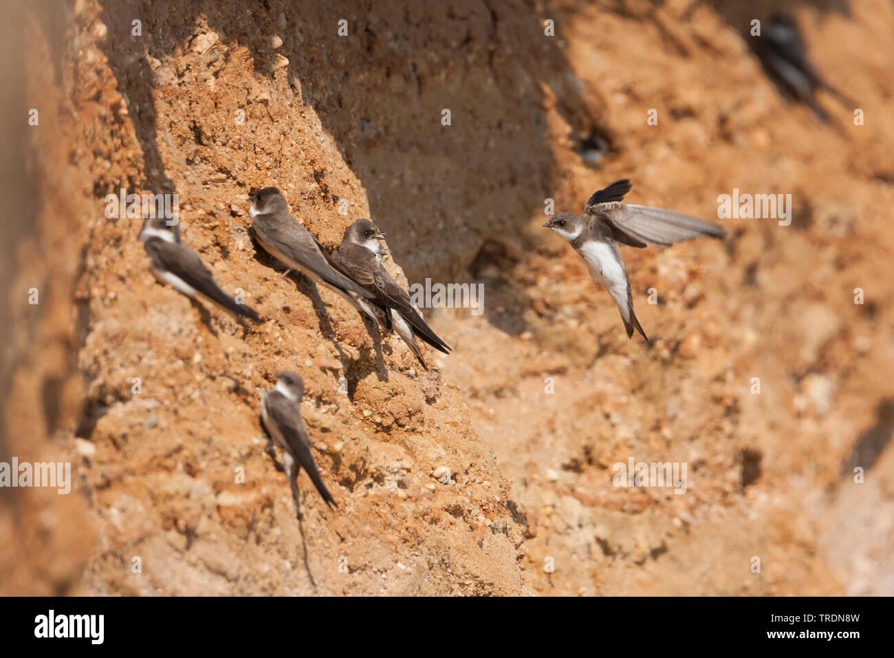 Sand martin bank swallows hi-res stock photography and images - Alamy