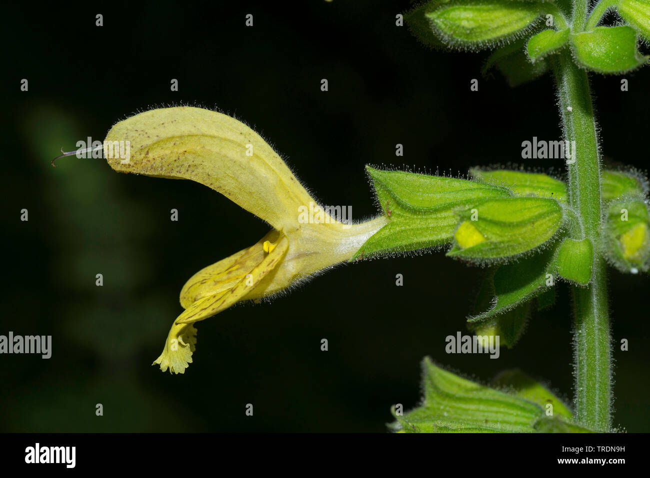 Hardy sage, Sticky sage (Salvia glutinosa), flower, Germany, Bavaria, Murnauer Moos Stock Photo