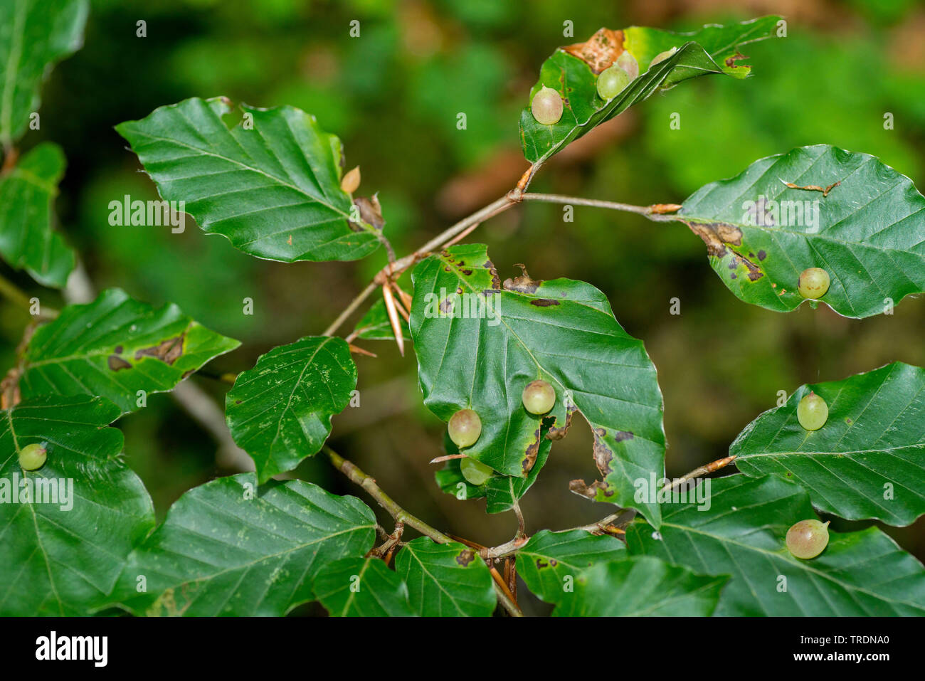 beech leaf gall midge, beech pouchgall midge (Mikiola fagi), galls on