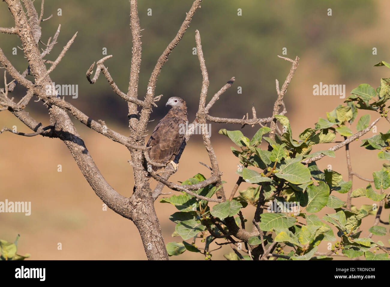 Oriental honey buzzard (Pernis ptilorhynchus), adult male on a tree, Oman Stock Photo