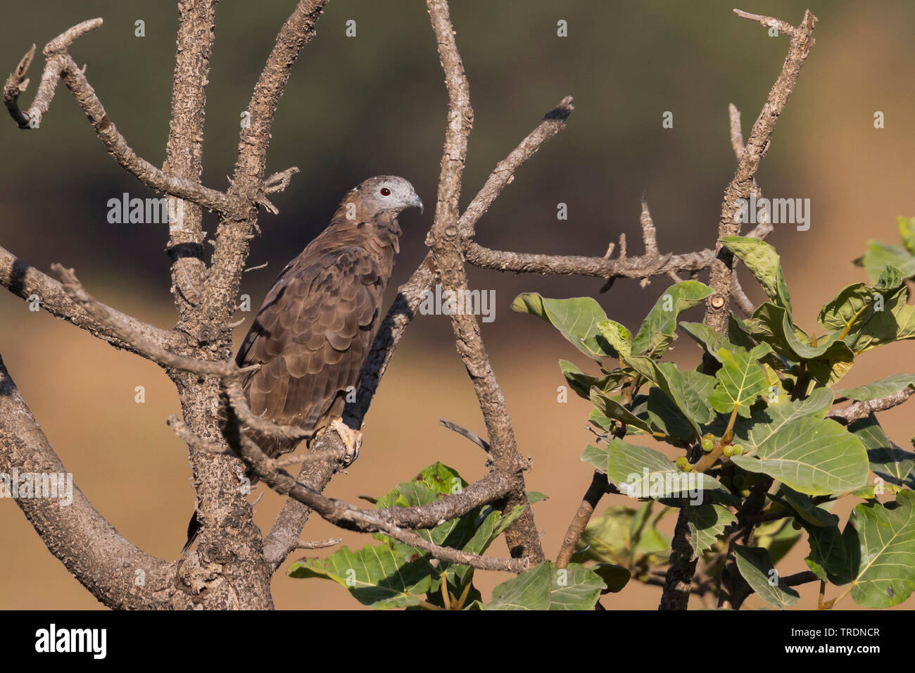 Oriental honey buzzard (Pernis ptilorhynchus), adult male on a tree, Oman Stock Photo