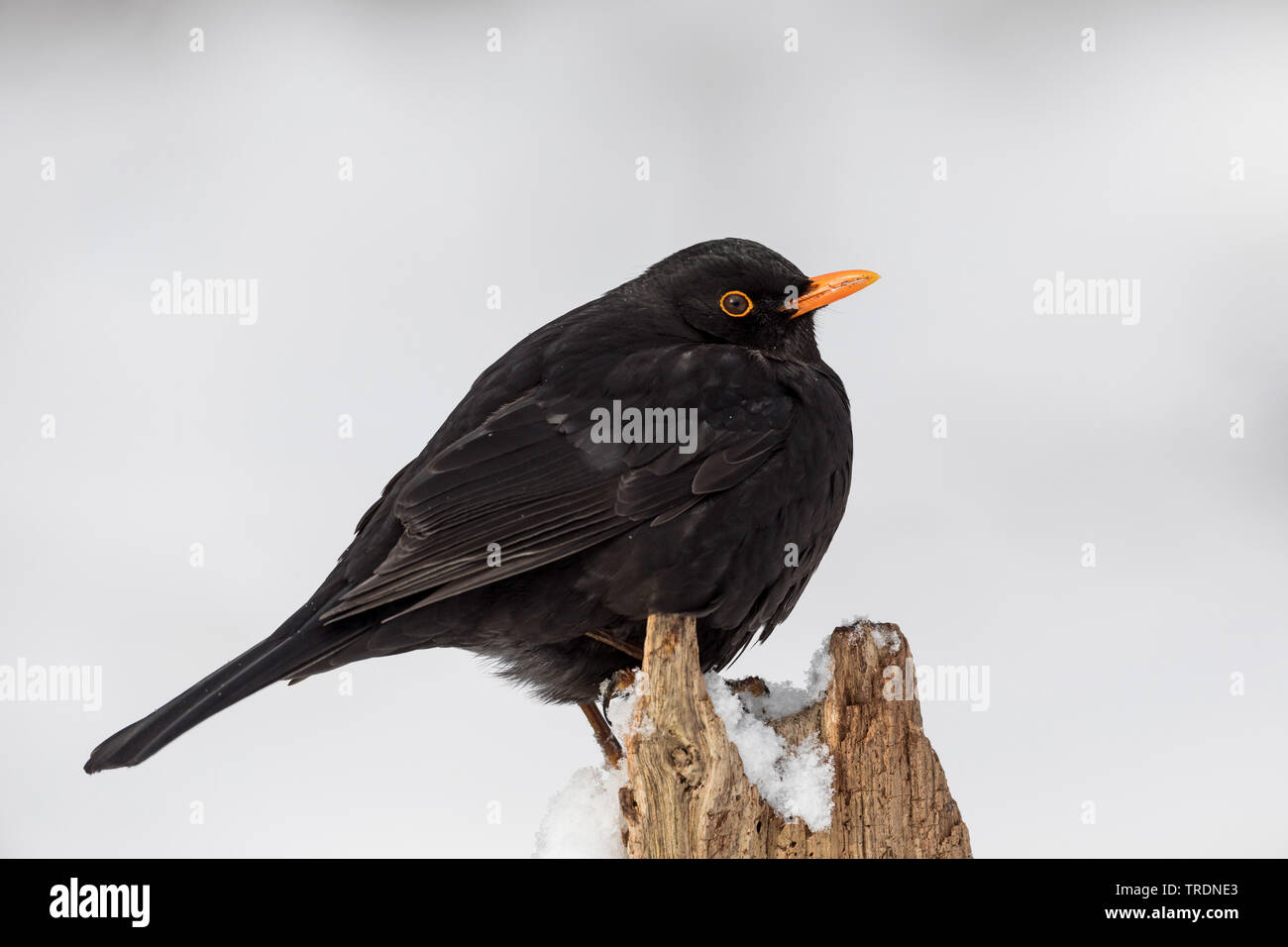 blackbird (Turdus merula), male in winter on a tree stump, Germany Stock Photo