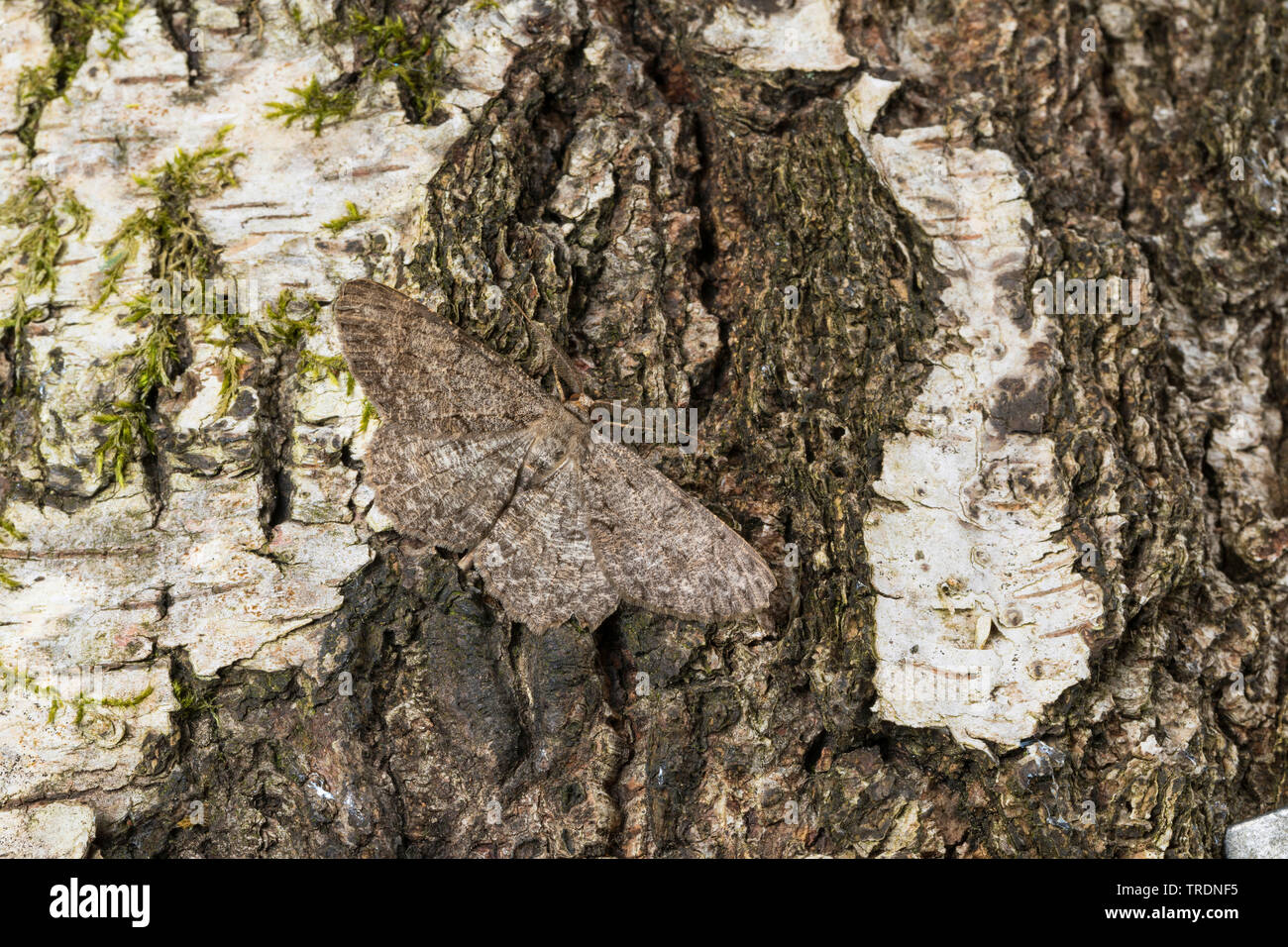 Hypomecis punctinalis (Hypomecis punctinalis, Serraca punctinalis, Boarmia punctinalis), sitting on bark well camouflaged, Germany Stock Photo