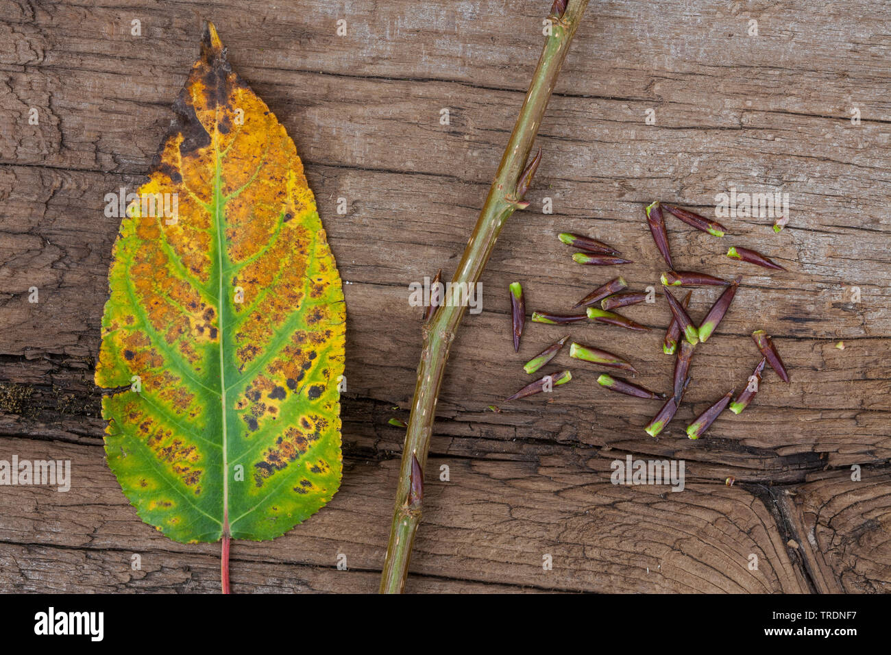 balsam poplar, eastern balsam-poplar, tacamahac (Populus balsamifera), autumn leaf an buds, Germany Stock Photo