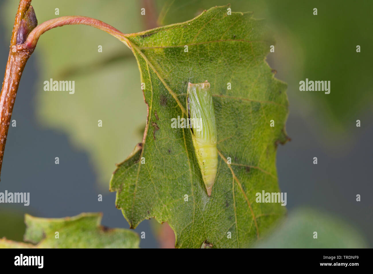 birch mocha (Cyclophora albipunctata), pupa on birch, Germany Stock Photo