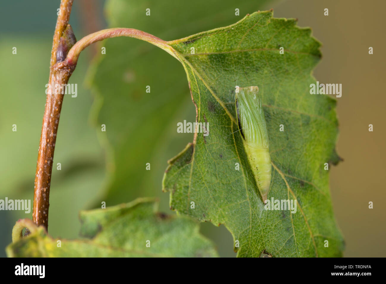 birch mocha (Cyclophora albipunctata), pupa on birch, Germany Stock Photo