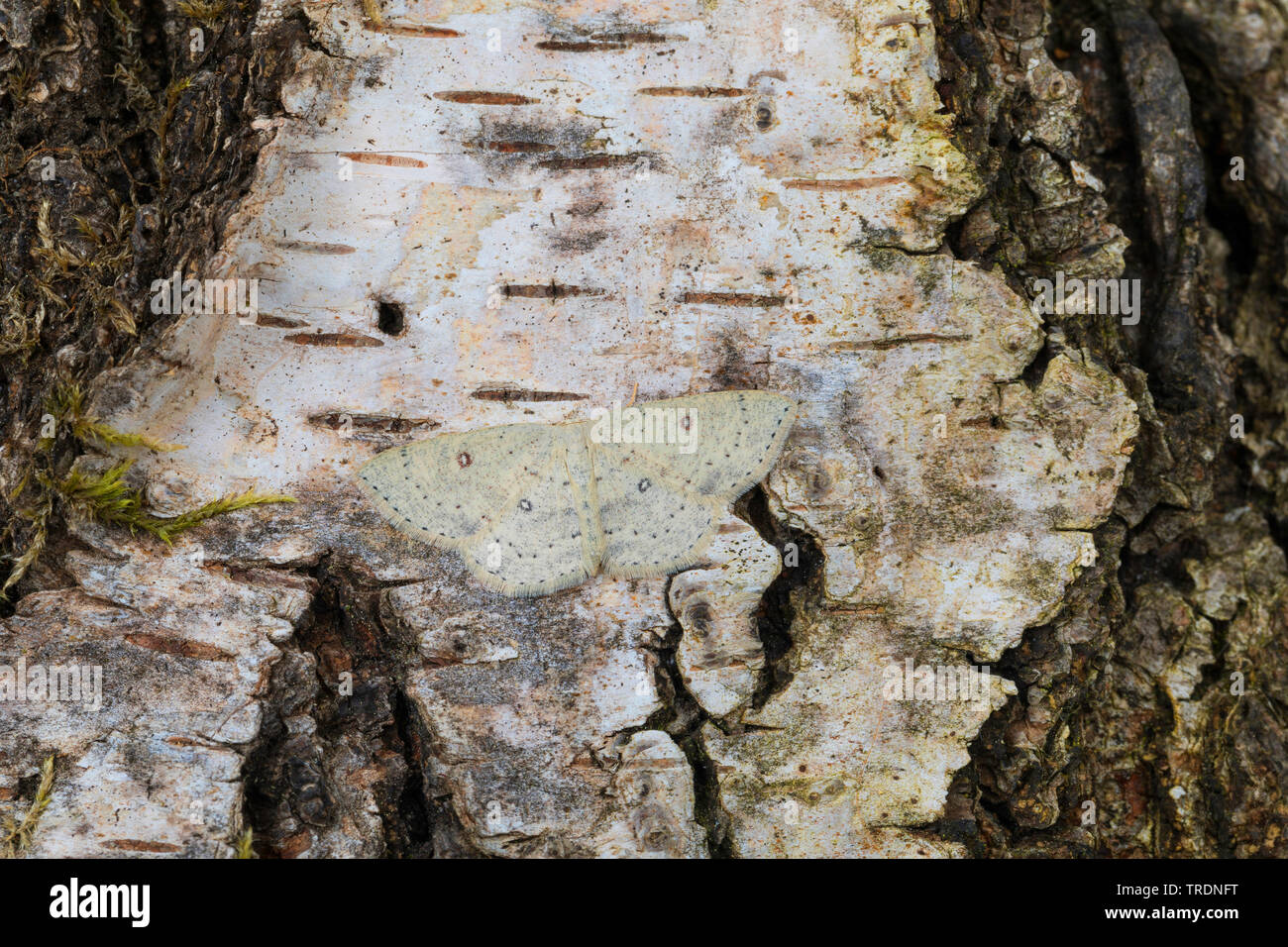 birch mocha (Cyclophora albipunctata), on bark, Germany Stock Photo