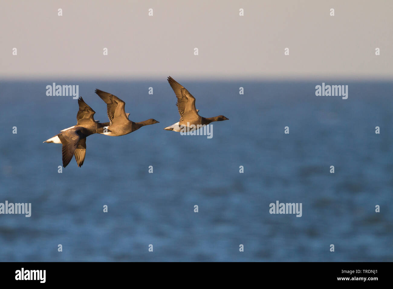 brent goose (Branta bernicla bernicla, Branta bernicla), flying group of one year old geese, Germany Stock Photo