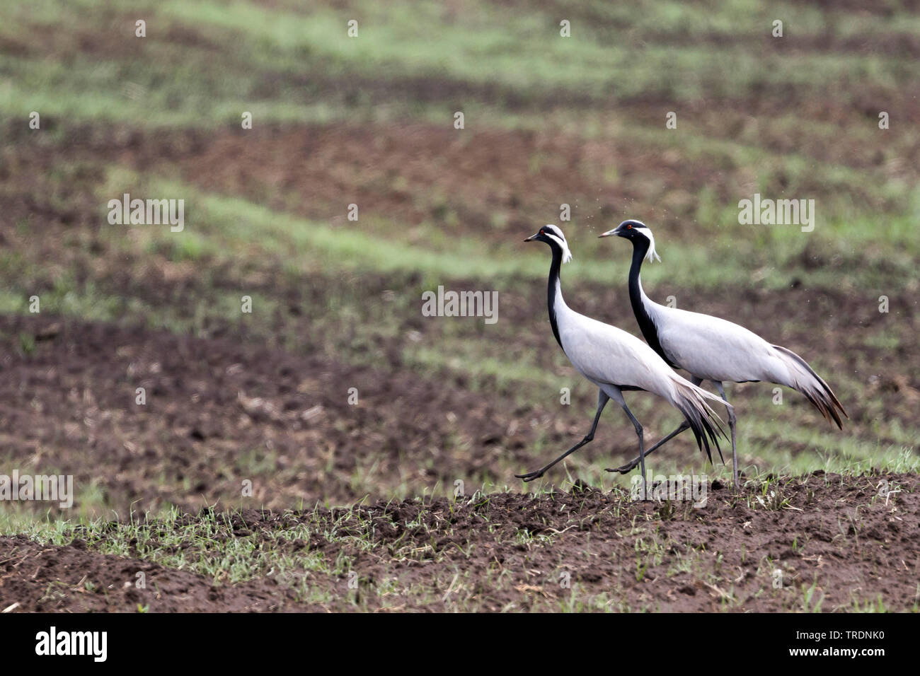 demoiselle crane (Anthropoides virgo), two cranes in courtship display on a field, Russia, Baikal Stock Photo