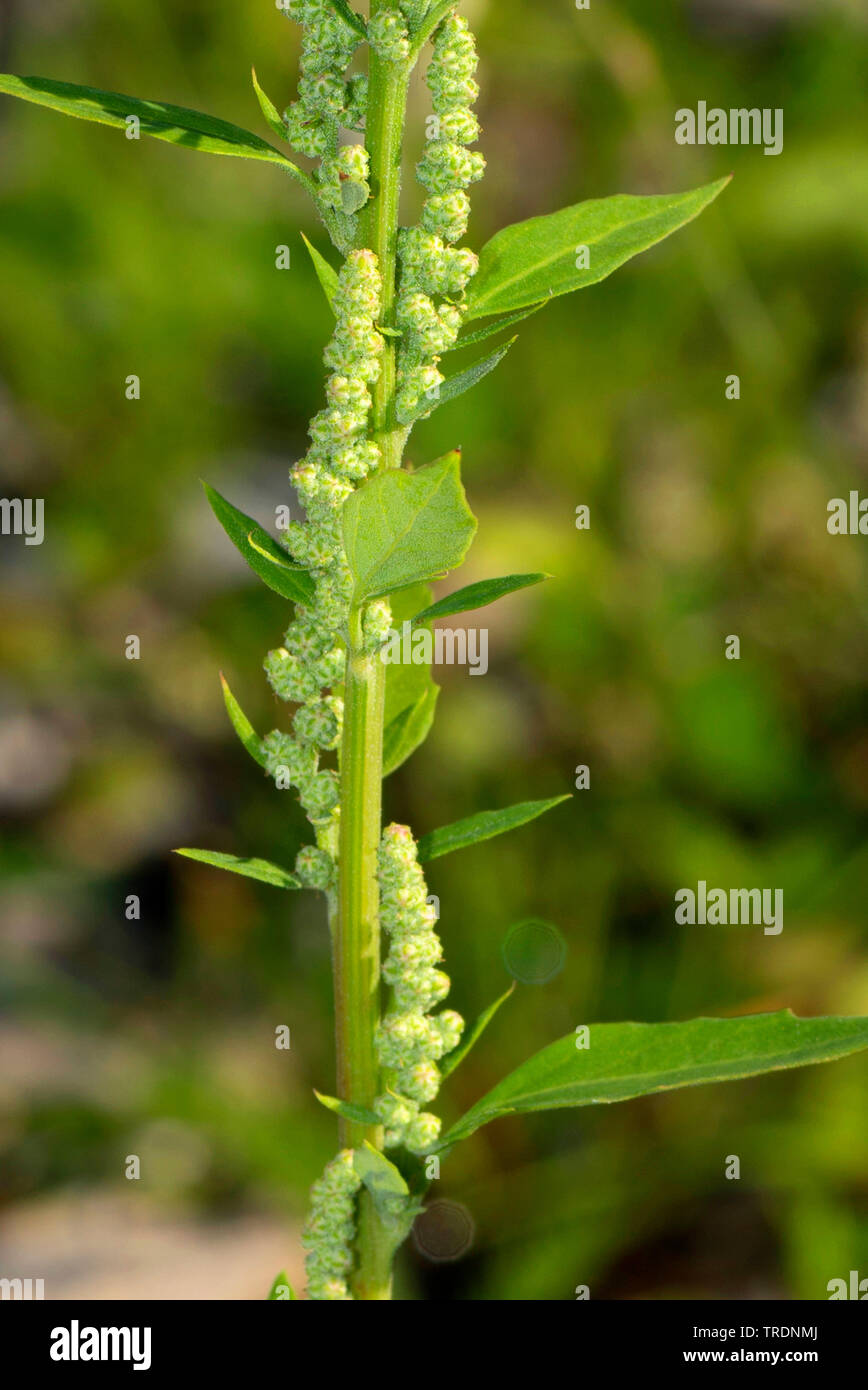 lamb's quarters, lambsquarters, pigweed, fathen (Chenopodium album