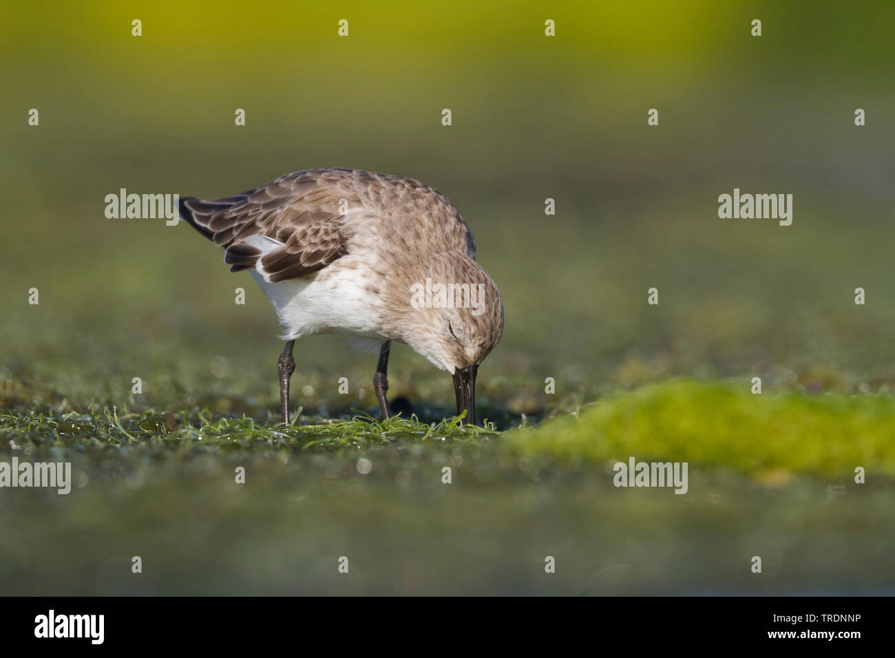 dunlin (Calidris alpina), searching for food by the waterside, Oman Stock Photo