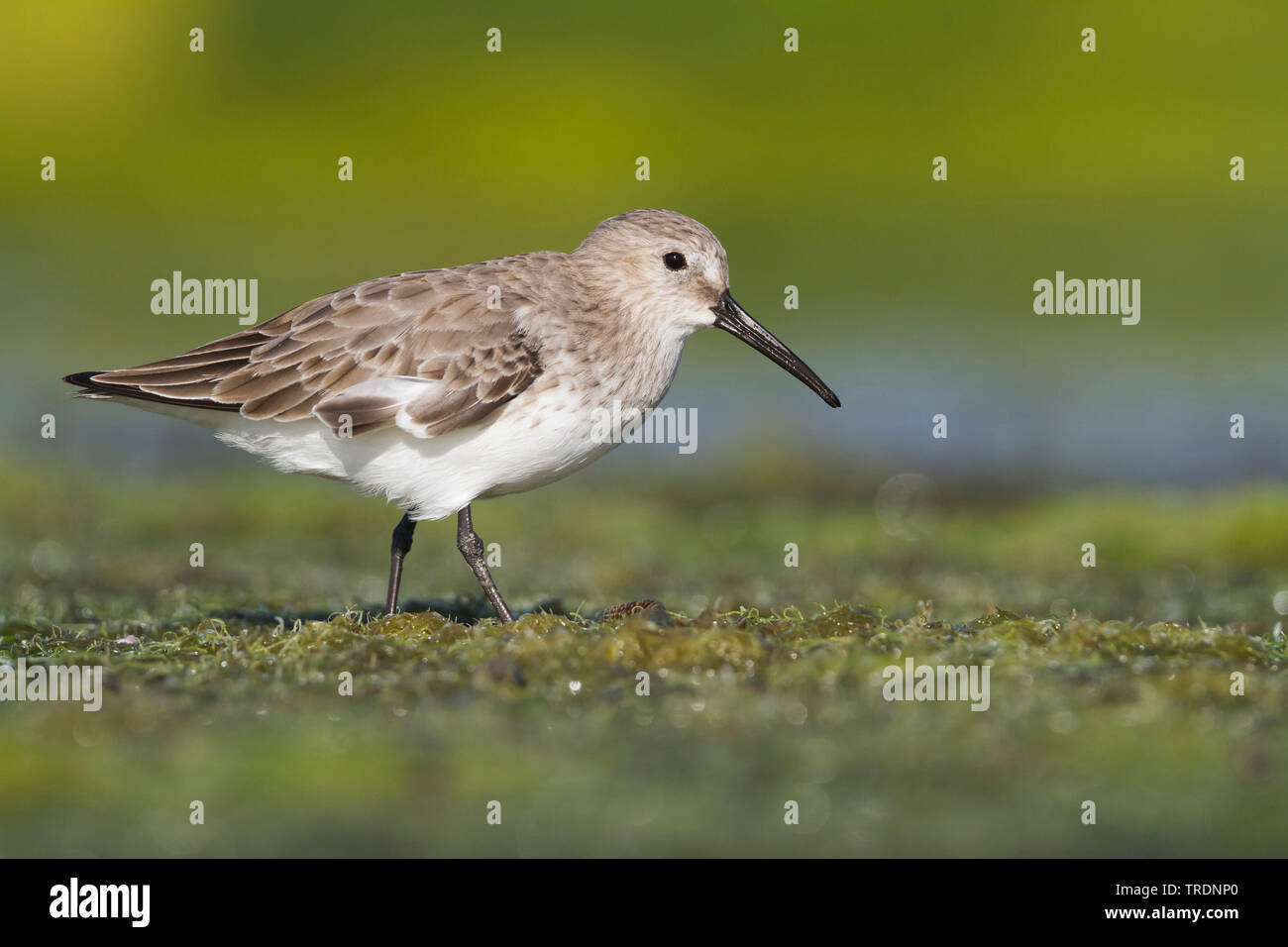 dunlin (Calidris alpina), searching for food by the waterside, Oman Stock Photo