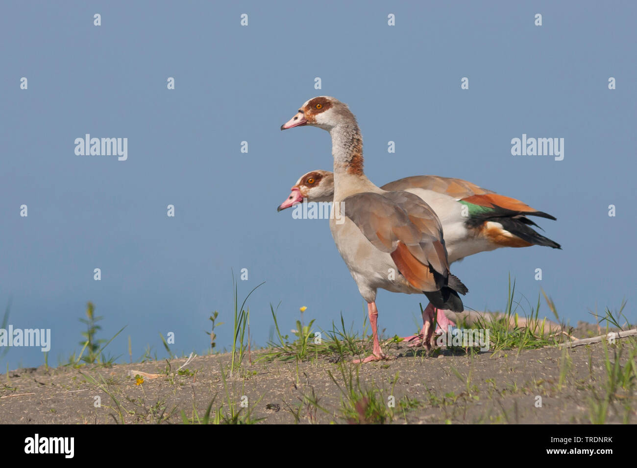 Egyptian goose (Alopochen aegyptiacus), pair, Austria Stock Photo