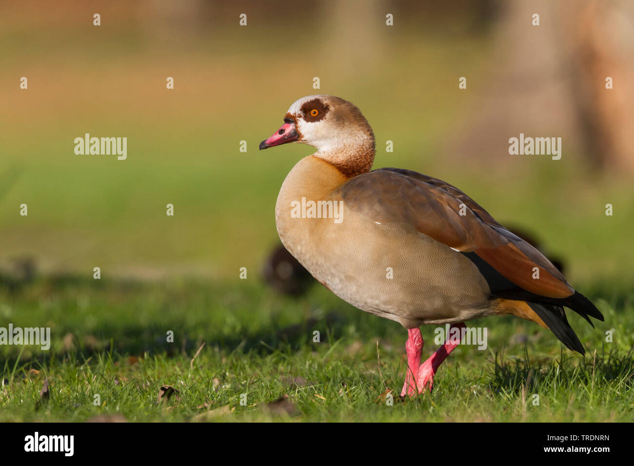 Egyptian goose (Alopochen aegyptiacus), male on a meadow, France Stock Photo