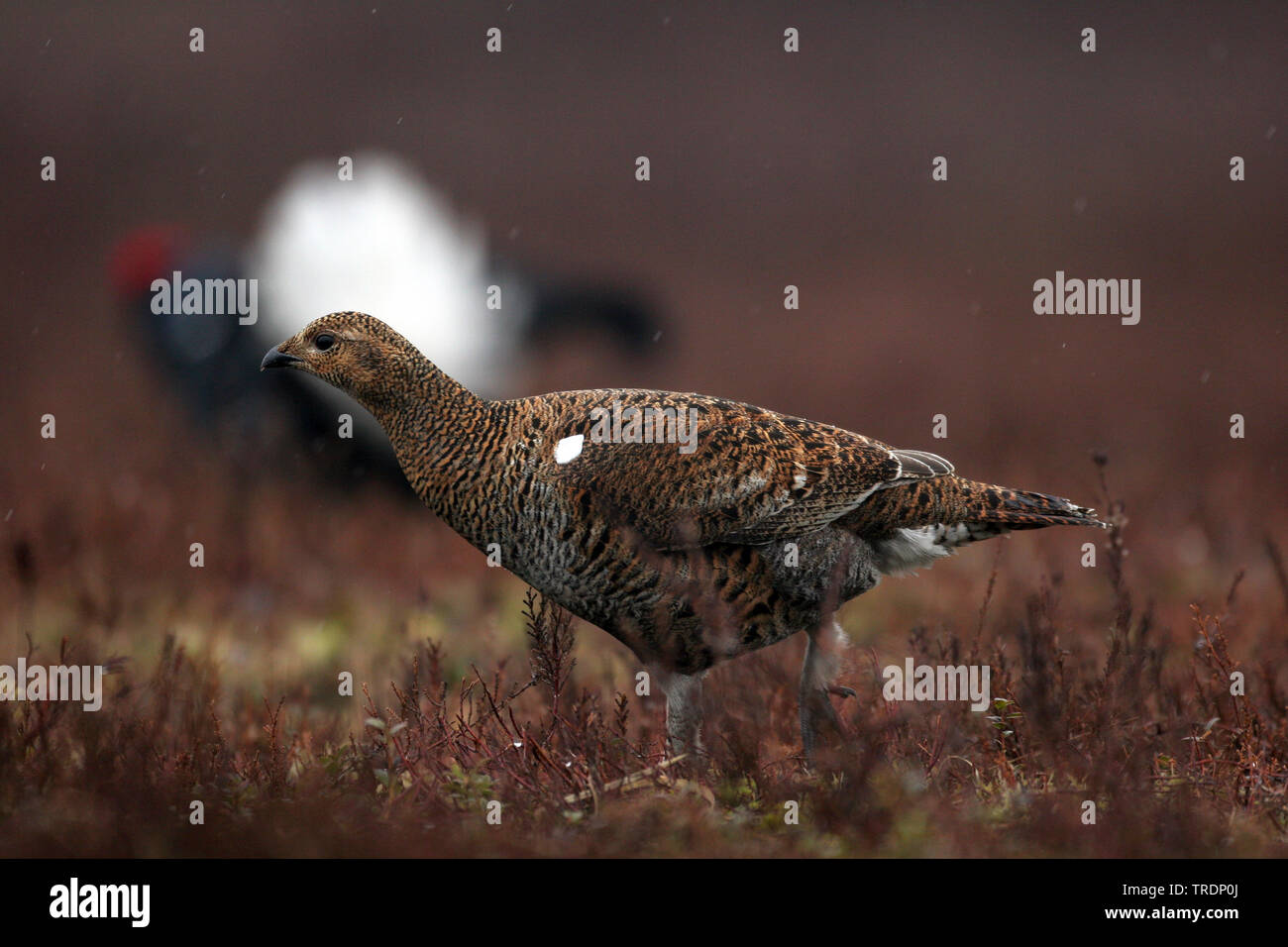 black grouse (Lyrurus tetrix, Tetrao tetrix), standing on the ground, Netherlands Stock Photo