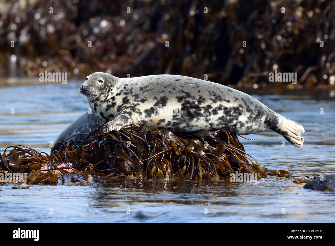 gray seal (Halichoerus grypus), resting, United Kingdom, England, Northumberland, Farne Islands Stock Photo