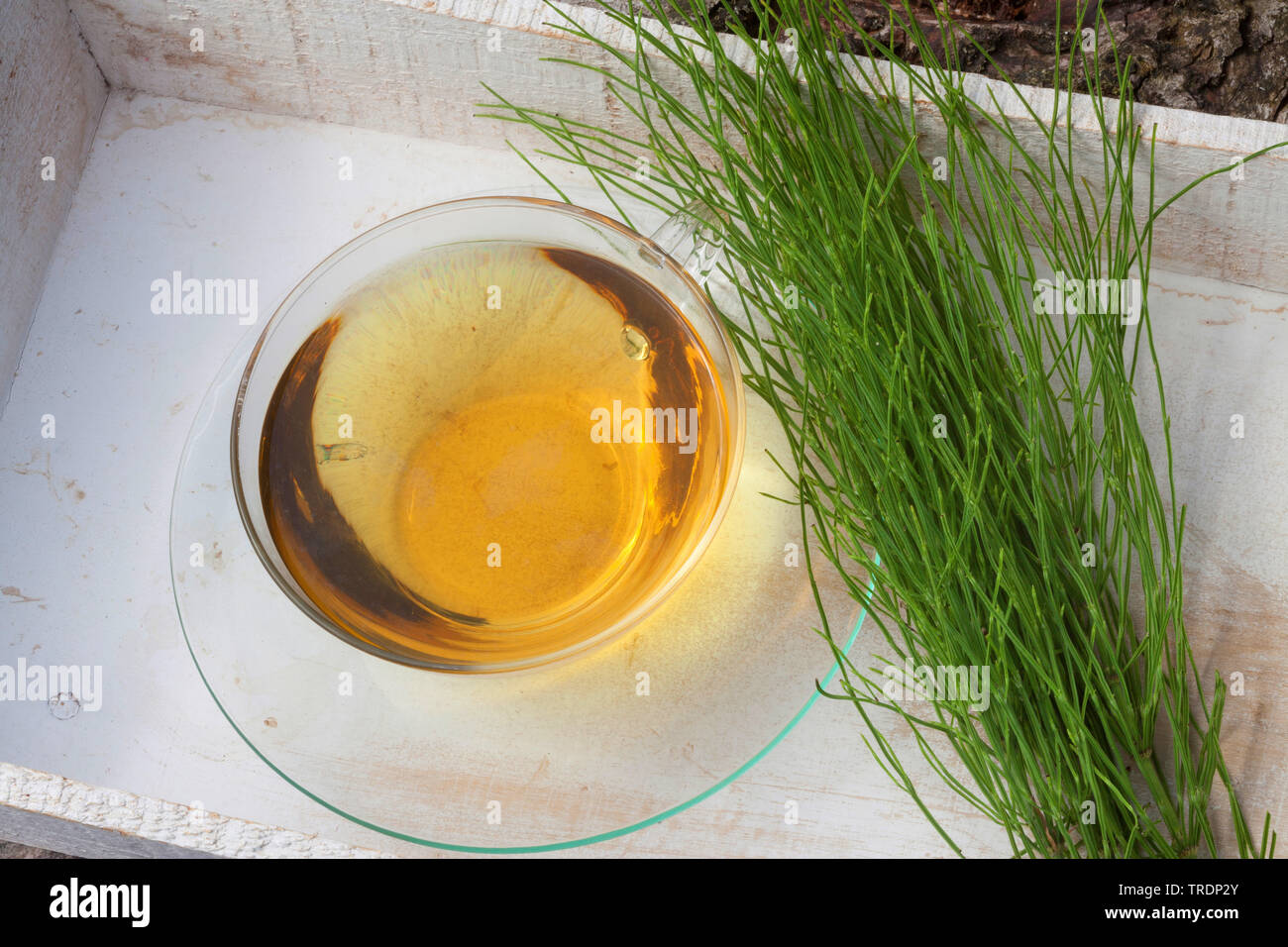 field horsetail (Equisetum arvense), tea made of field horsetail